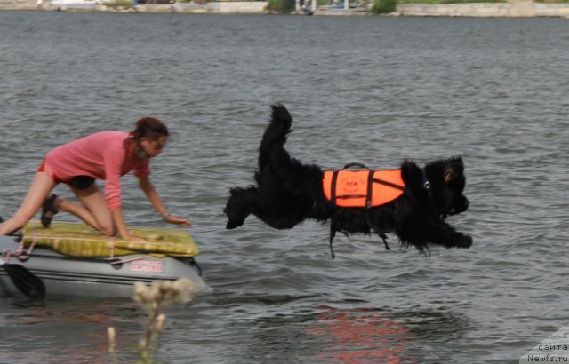 Фото: ньюфаундленд Флагман от Сибирского Медведя (Flagman ot Sibirskogo Medvedja), Светлана Гордиенко