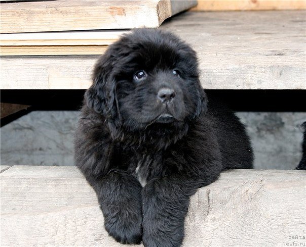 Фото: Дочь, ньюфаундленд Акватория Келвин Оушен Дрим