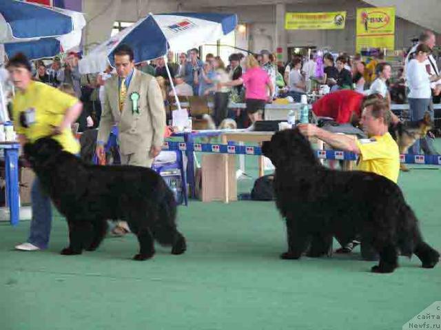 Фото: ньюфаундленд Плюшевая Панда Алекс Шоу (Plushevaya Panda Alex Show)