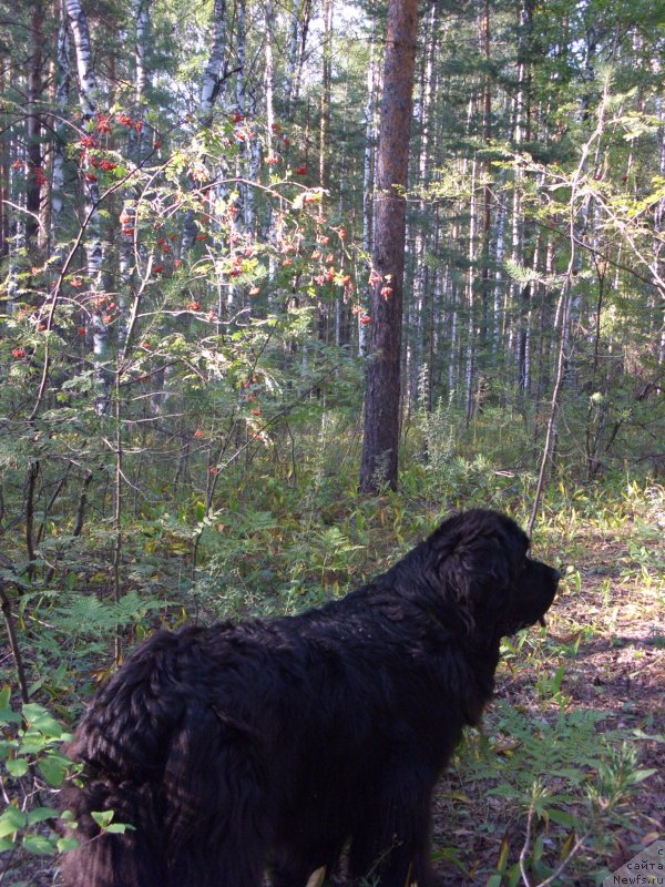 Фото: ньюфаундленд Акин Соул София
