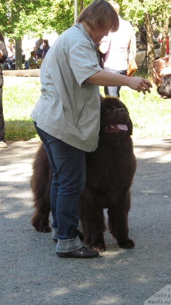 Фото: ньюфаундленд Акватория Келвин Спирит зе Некст