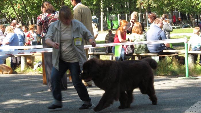 Фото: ньюфаундленд Акватория Келвин Спирит зе Некст