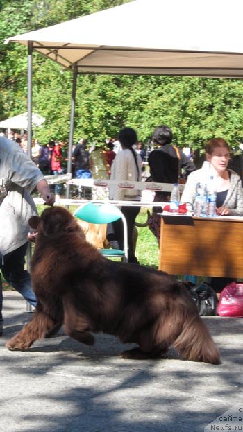 Фото: ньюфаундленд Акватория Келвин Спирит зе Некст