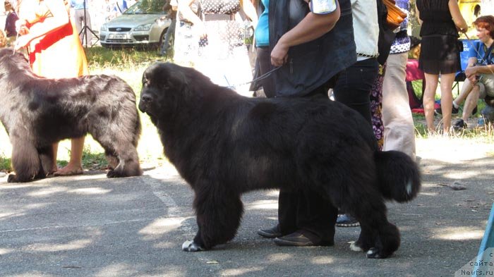 Фото: ньюфаундленд Promise To Love Midnight Bear