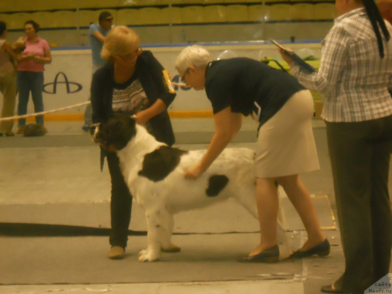 Фото: ньюфаундленд Маг Исполин Мода Макси, Людмила Горбунова