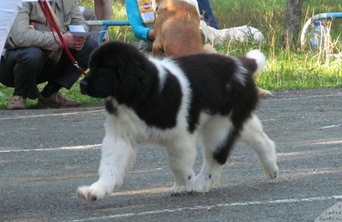 Фото: ньюфаундленд Аквиан Сонг Кисс Фром Роуз (Akvian Song Kiss from Rouz)