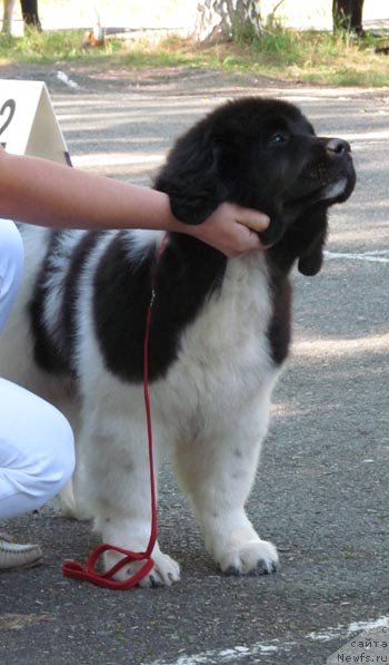 Фото: ньюфаундленд Аквиан Сонг Кисс Фром Роуз (Akvian Song Kiss from Rouz)