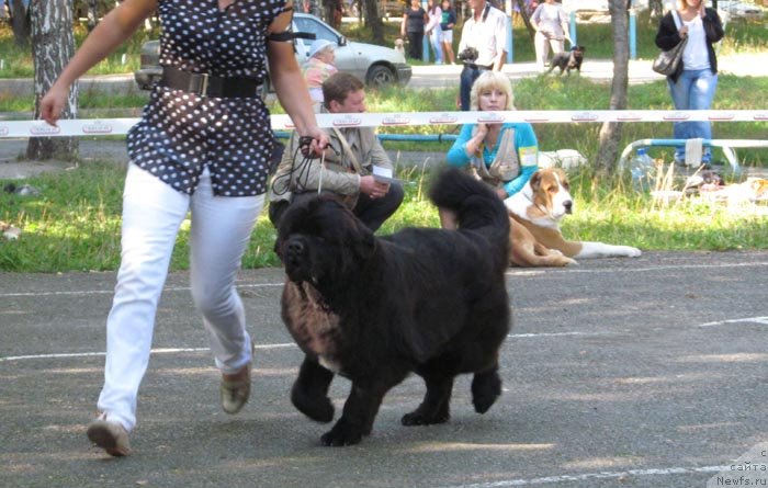 Фото: ньюфаундленд Аквиан Сонг Идзуми