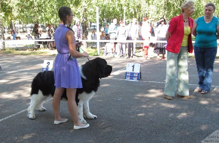 Фото: ньюфаундленд Супер Бизон Златогор