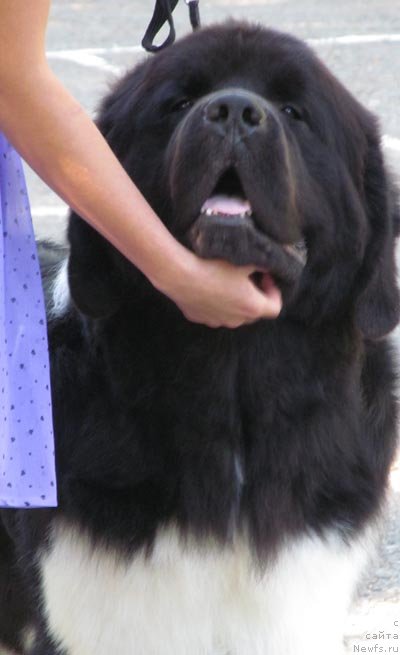 Фото: ньюфаундленд Супер Бизон Златогор