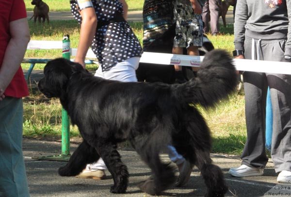 Фото: ньюфаундленд Сибирочка Супер Стар