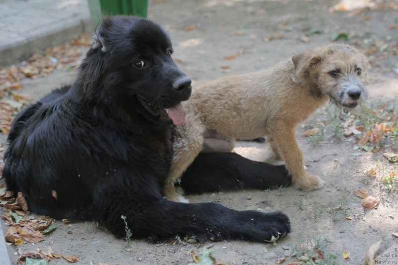 Фото: ньюфаундленд Амбер Чарм Ин Тиме