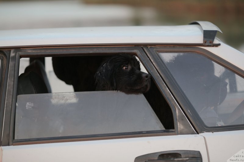 Фото: ньюфаундленд Амбер Чарм Ин Тиме