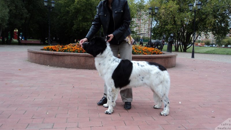 Фото: ньюфаундленд Сент Джонс Вива Виктория (Sent Djons Viva Viktoria)