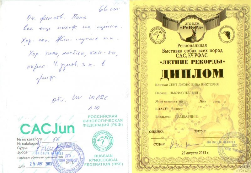 Фото: ньюфаундленд Сент Джонс Вива Виктория (Sent Djons Viva Viktoria)