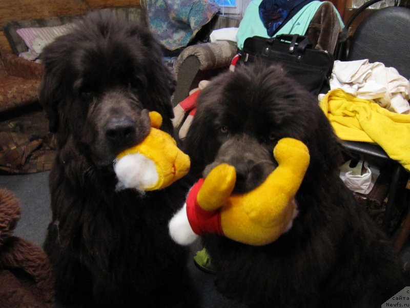 Фото: ньюфаундленд Дюрбахлер Клаб Альфаретта Виньетта, ньюфаундленд Мелти Вейв Марин Тифея (Melty Wave Marine Tifeya)