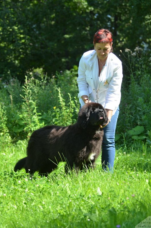 Фото: ньюфаундленд Акватория Келвин Щёголь (Aquatoriya Kelvin Schegol)