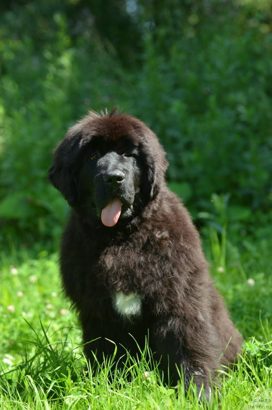 Фото: ньюфаундленд Акватория Келвин Щёголь (Aquatoriya Kelvin Schegol)