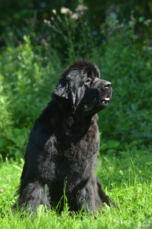 Фото: ньюфаундленд Акватория Келвин Оут оф зе Блю (Aquatoriya Kelvin Out of The Blue)