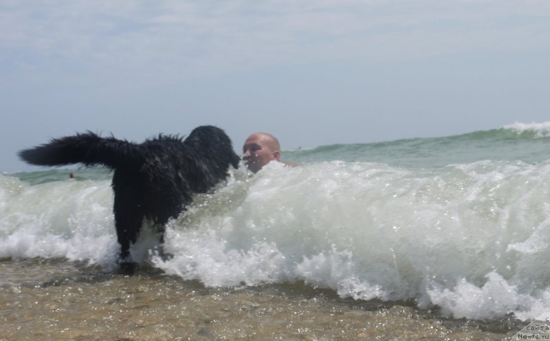 Фото: ньюфаундленд Акватория Келвин Шедевр