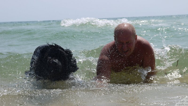 Фото: ньюфаундленд Акватория Келвин Шедевр