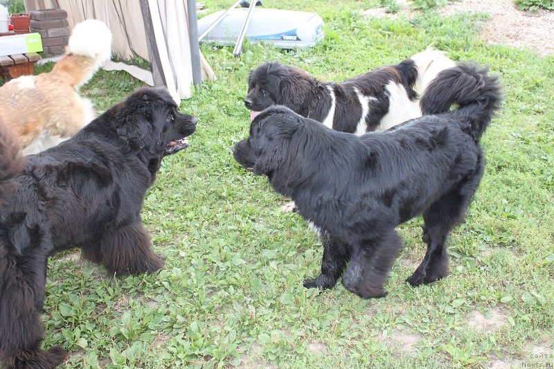 Фото: ньюфаундленд Императрица Семи Морей, ньюфаундленд Искушение Моей Души (Iskushenie Moey Dushi), ньюфаундленд Топтыжка Сияние от Айсберга