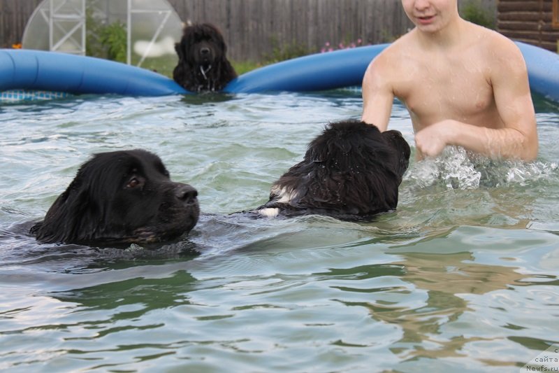 Фото: ньюфаундленд Искушение Моей Души (Iskushenie Moey Dushi), ньюфаундленд Императрица Семи Морей