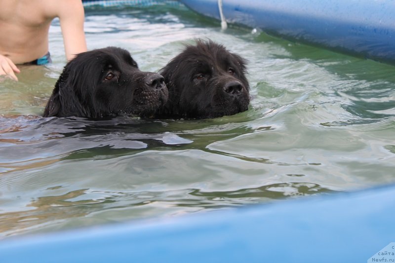 Фото: ньюфаундленд Императрица Семи Морей, ньюфаундленд Искушение Моей Души (Iskushenie Moey Dushi)