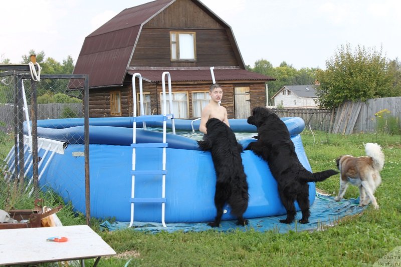 Фото: ньюфаундленд Императрица Семи Морей, ньюфаундленд Гранд Бэби Ариадна