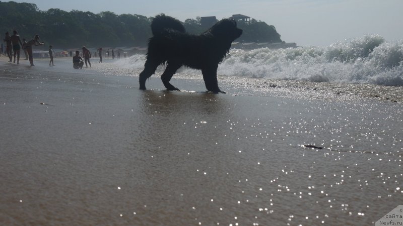 Фото: ньюфаундленд Акватория Келвин Шедевр