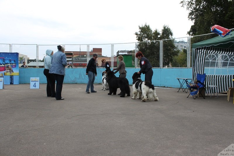 Фото: ньюфаундленд Искушение Моей Души (Iskushenie Moey Dushi)
