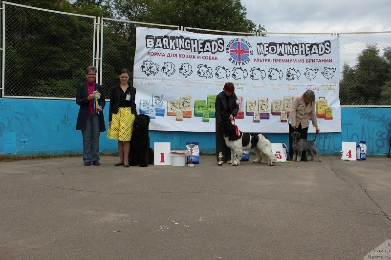 Фото: ньюфаундленд Искушение Моей Души (Iskushenie Moey Dushi)