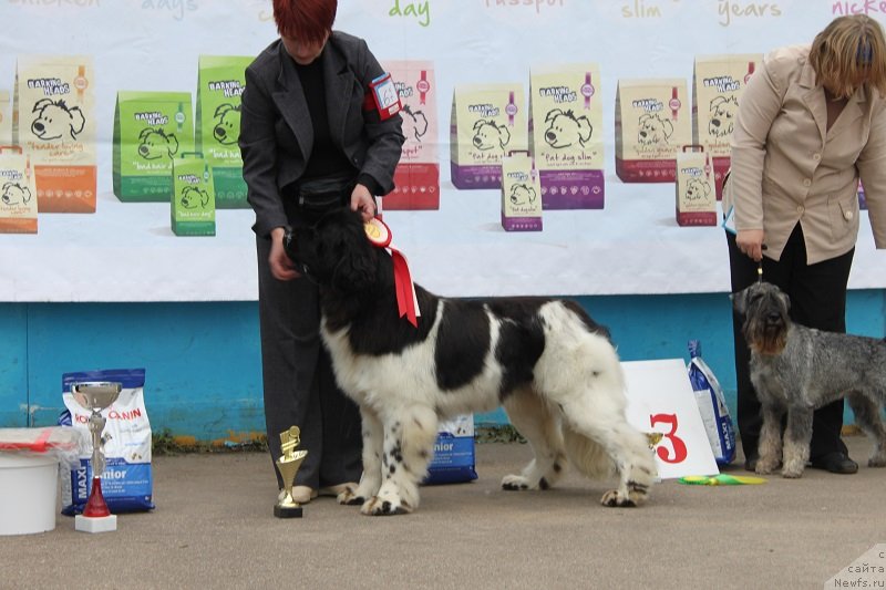 Фото: ньюфаундленд Искушение Моей Души (Iskushenie Moey Dushi)