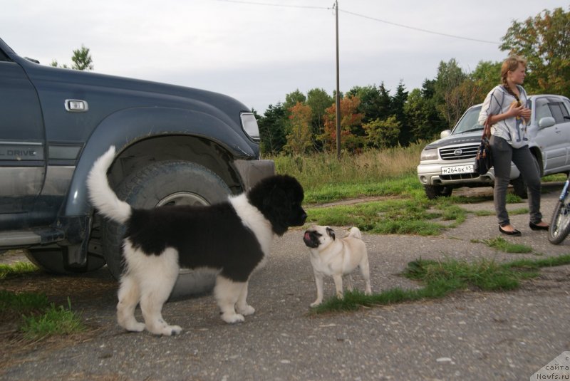 Фото: ньюфаундленд Аквиан Сонг Карамель