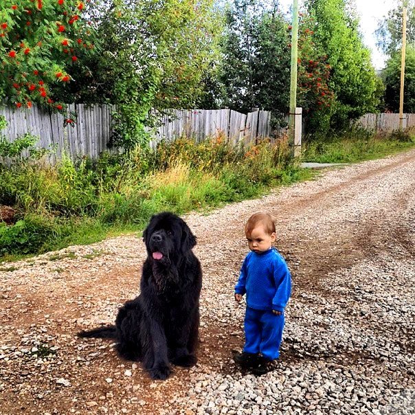 Фото: ньюфаундленд Их Высочество Владлена Маджикс, Ромашка