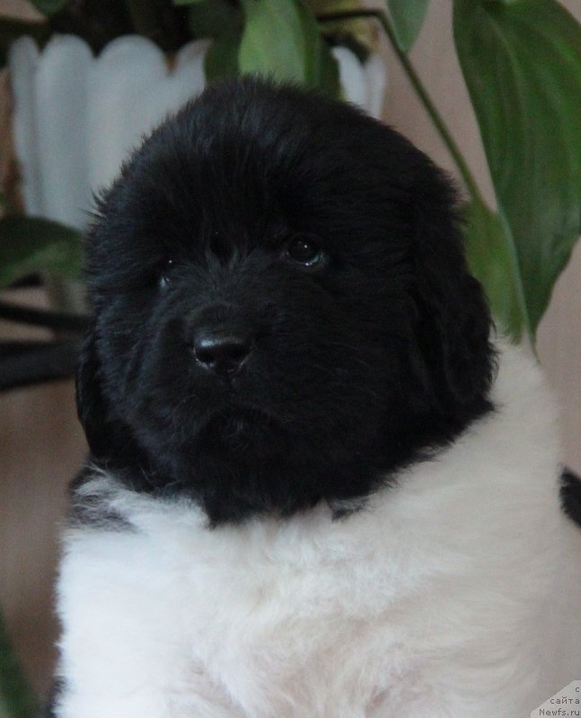 Фото: ньюфаундленд Аквиан Сонг Монтана