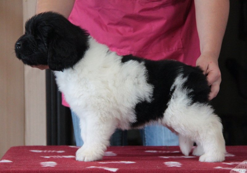 Фото: ньюфаундленд Аквиан Сонг Монтана