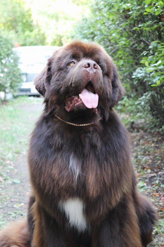 Фото: ньюфаундленд Акватория Келвин Райз Афтэ Ми (Aquatoriya Kelvin Rise After Me)