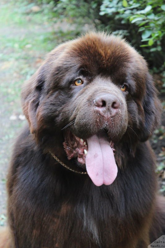 Фото: ньюфаундленд Акватория Келвин Райз Афтэ Ми (Aquatoriya Kelvin Rise After Me)