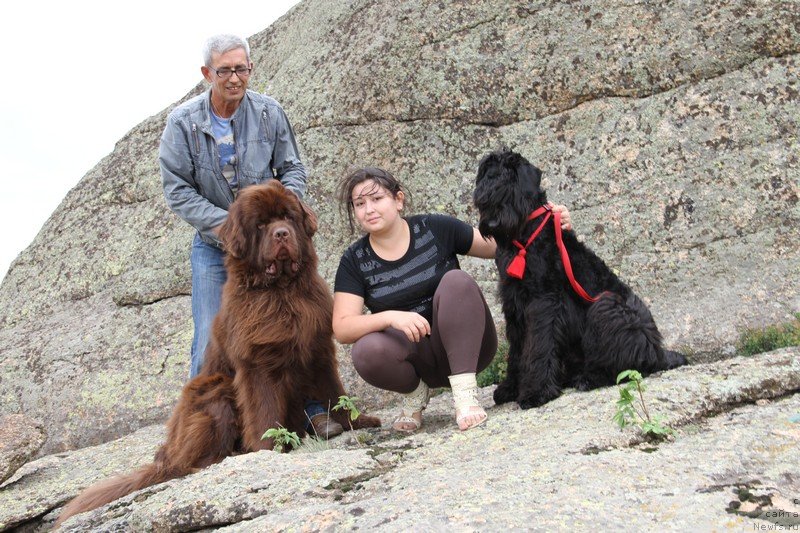 Фото: ньюфаундленд Фактурный Фрукт с Берега Дона (Fakturnyi Frukt s Berega Dona)