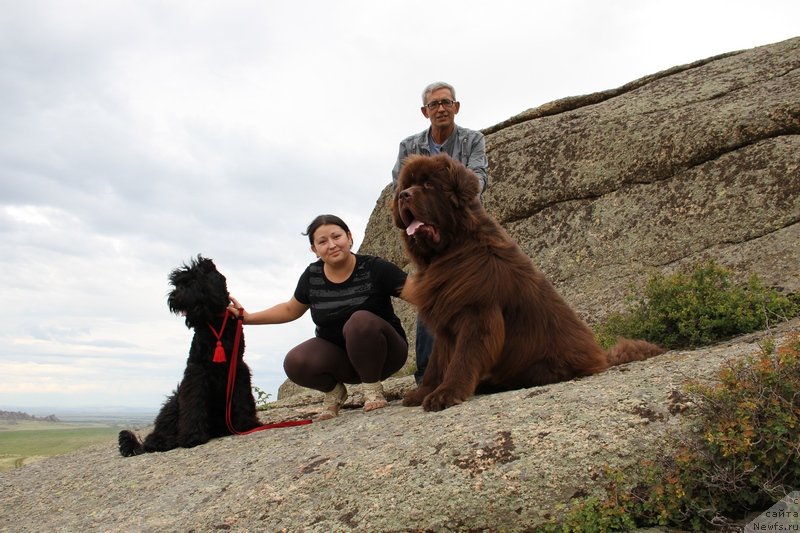 Фото: ньюфаундленд Фактурный Фрукт с Берега Дона (Fakturnyi Frukt s Berega Dona)