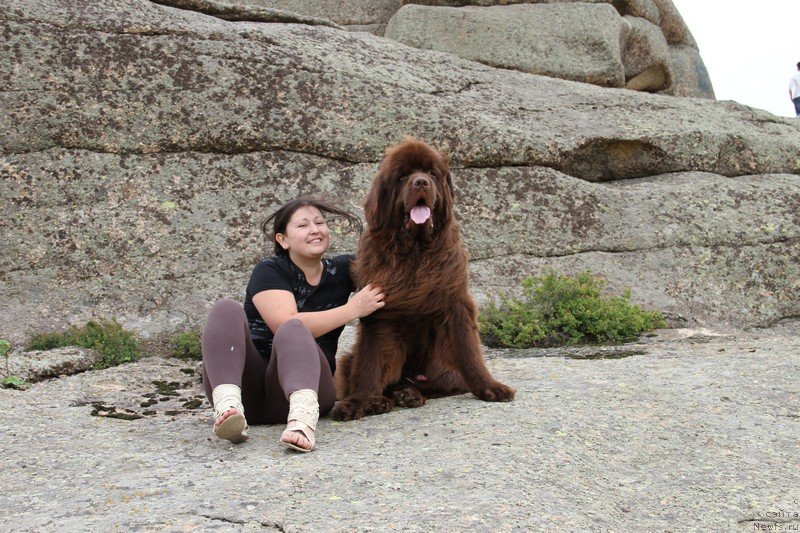 Фото: ньюфаундленд Фактурный Фрукт с Берега Дона (Fakturnyi Frukt s Berega Dona)