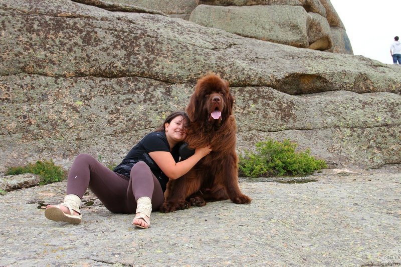 Фото: ньюфаундленд Фактурный Фрукт с Берега Дона (Fakturnyi Frukt s Berega Dona)