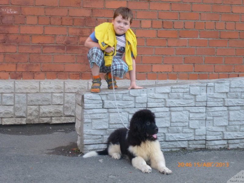 Фото: Ксения Тимченко, ньюфаундленд Аквиан Сонг Каламбур