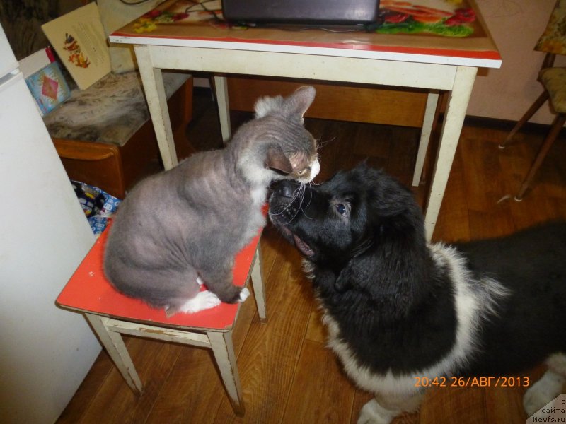 Фото: ньюфаундленд Аквиан Сонг Каламбур