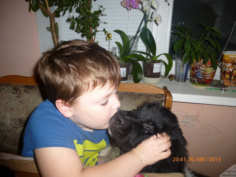 Фото: ньюфаундленд Аквиан Сонг Каламбур