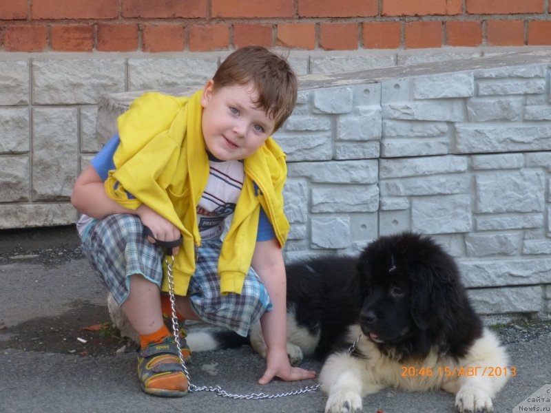 Фото: ньюфаундленд Аквиан Сонг Каламбур