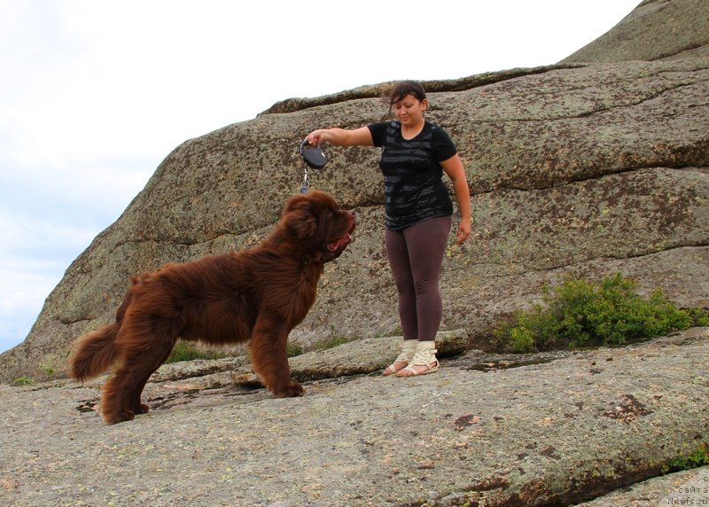 Фото: ньюфаундленд Фактурный Фрукт с Берега Дона (Fakturnyi Frukt s Berega Dona)