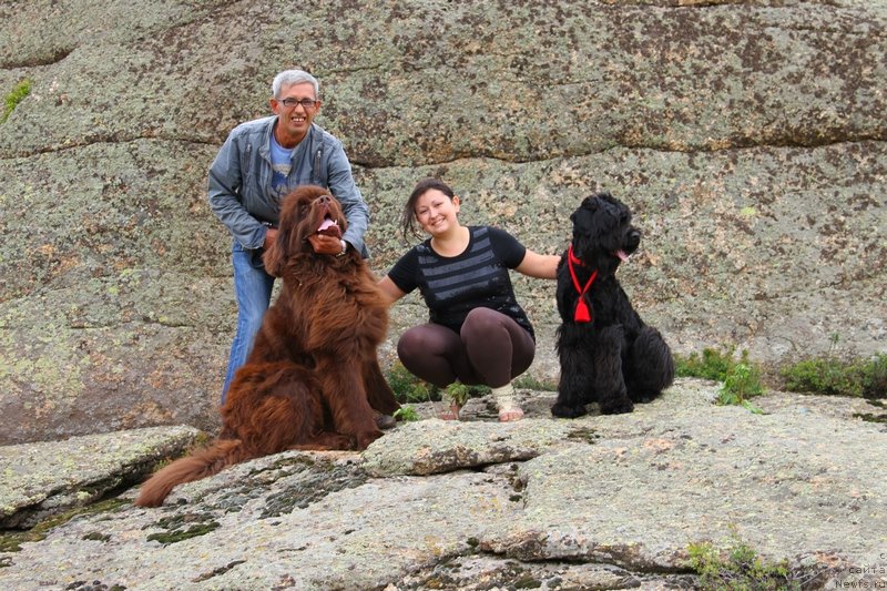 Фото: ньюфаундленд Фактурный Фрукт с Берега Дона (Fakturnyi Frukt s Berega Dona)