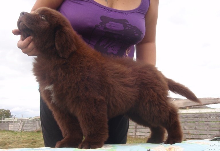 Фото: ньюфаундленд Кипер Соул Перфект Виктори